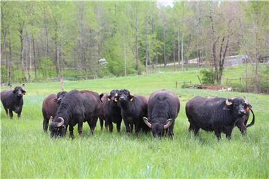 Water Buffalo for Sale