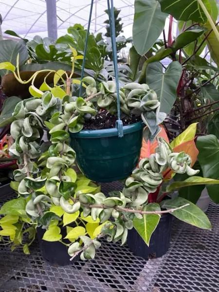 Hoya Carnosa Hindu Rope in Hanging Basket | Eureka Farms 6in Pot, 6-12in