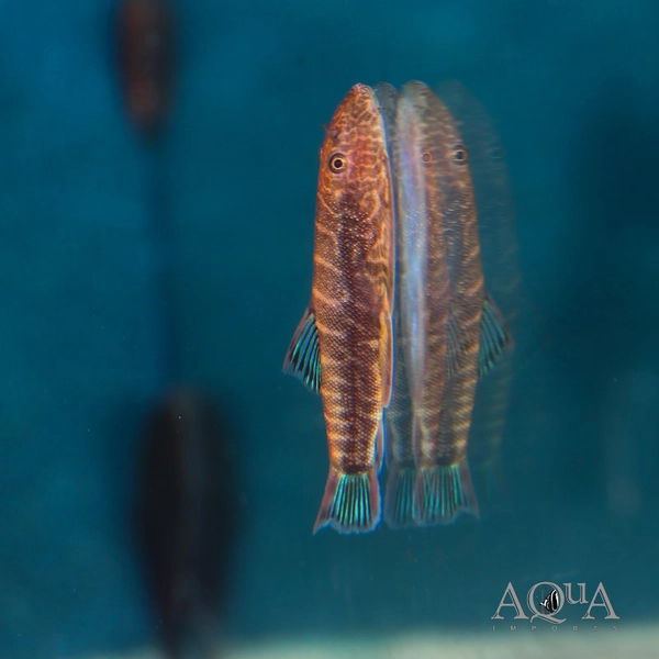 1 Bluefin Zebra Hillstream Loach (Gastromyzon sp. 'Bluefin Zebra')