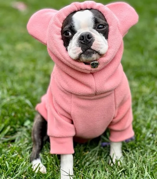 Frenchiestore Organic Dog Frenchie Ear hoodie | Little Piggy