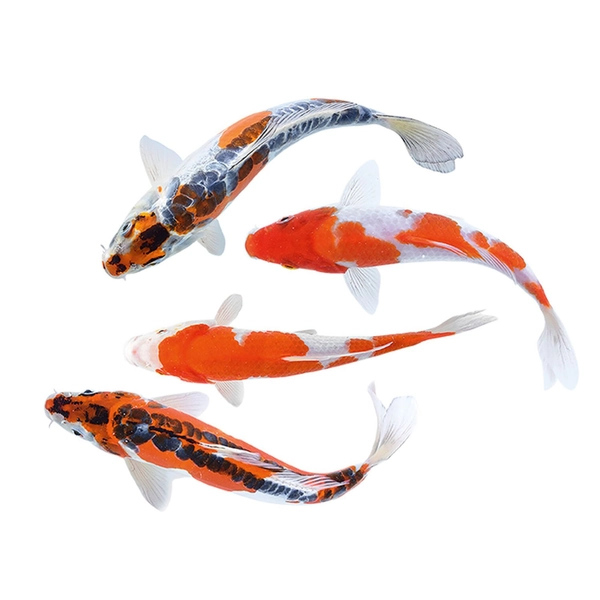 Assorted Koi 4-5" - Medium/Small | Pet Supermarket