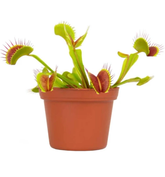 Altman Plants Venus Fly Trap Live Plant