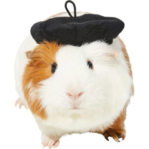 Frisco French Beret Guinea Pig Costume Hat