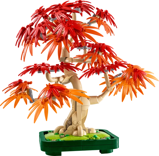 Japanischer Roter Ahorn – Bonsai-Baum