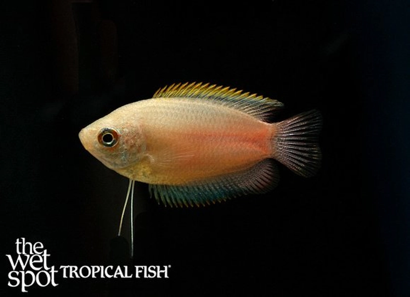 1 Honey Gourami (Trichogaster chuna)
