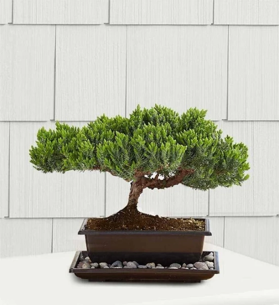 Juniper Bonsai 1822