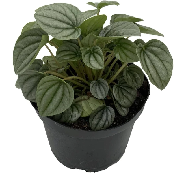 Frost Peperomia 6" Pot