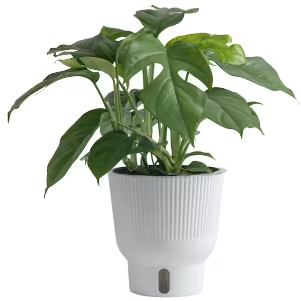 Costa Farms Trending Tropical Rhaphidophora Tetrasperma Mini Monstera Indoor Plant in 6 in. Self-Watering Pot M-RTM-S-MWG-01