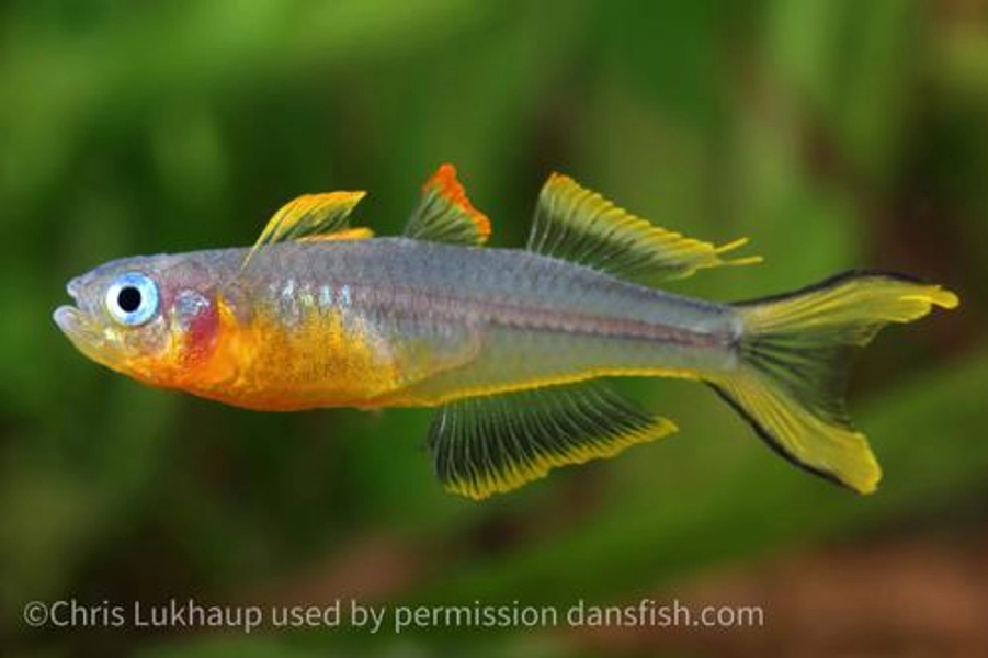 1 Fork-Tail Blue-Eye Rainbowfish (Pseudomugil furcatus)