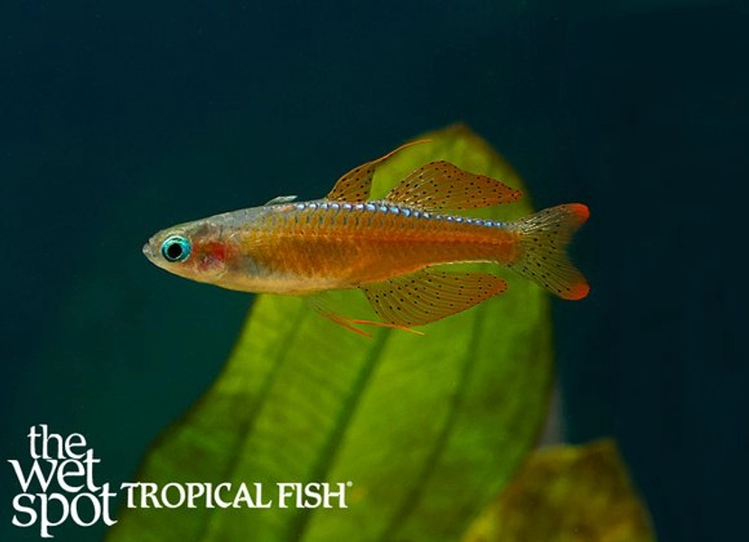 1 Red Neon Blue-Eye Rainbow (Pseudomugil luminatus)
