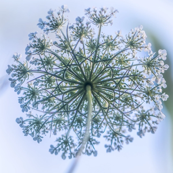 Underneath Queen Anne's Lace | Elizabeth Barron Botanical Photography