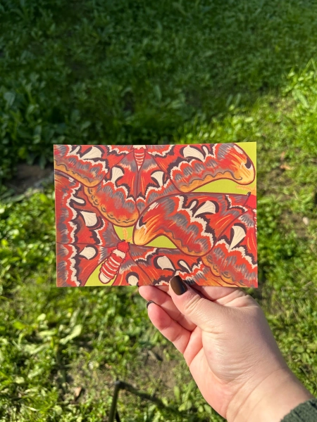 Atlas Moths Postcard Matte Finish (5x7)
