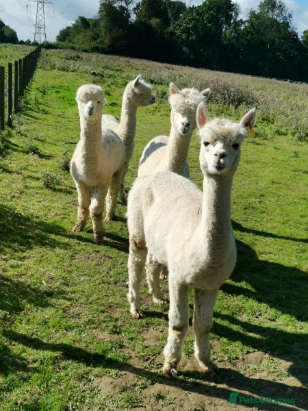 3 females and 1 male