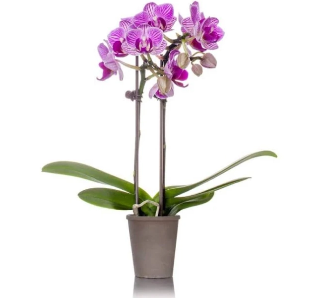 Green Circle Growers Fresh Floral Mini Orchids