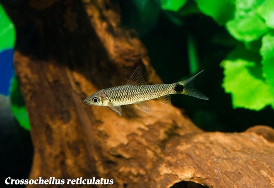 1 Reticulated Siamese Algae Eater (Crossocheilus reticulatus)