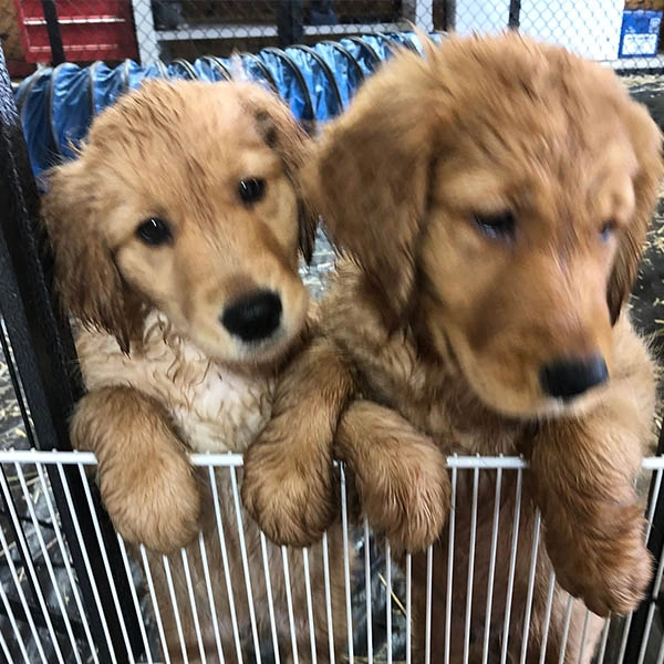 Field Golden Retriever Puppies | Platte River Retrievers
