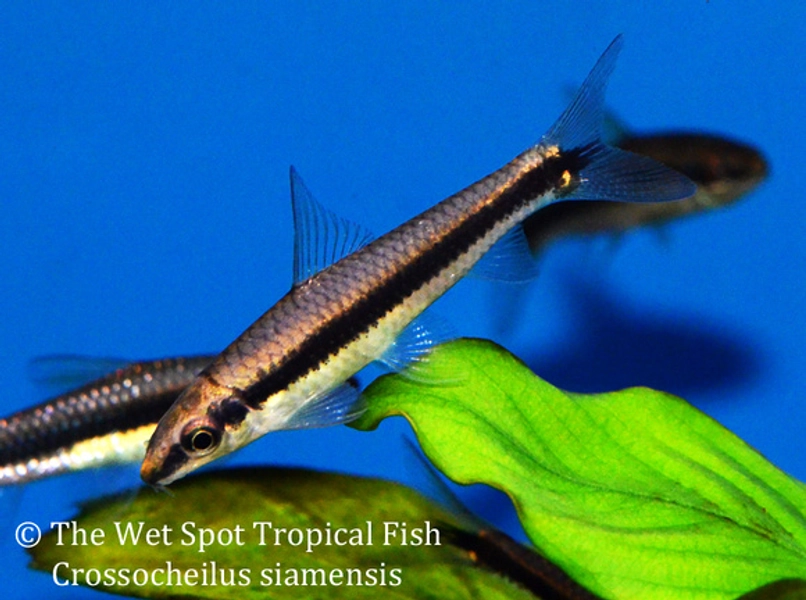 1 Siamese Algae Eater (Crossocheilus oblongus)