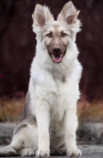 Best akc long haired german shepherd Sale King Shepherd Dog Breed Characteristics Care