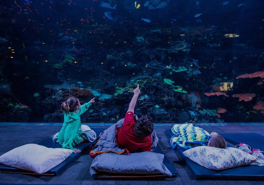 Sleep Under The Sea | Sleepover at Georgia Aquarium