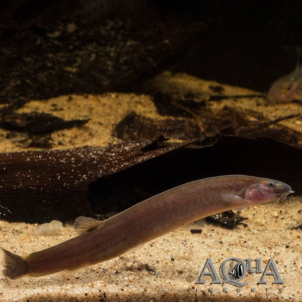 1 Black Kuhli Loach (Pangio oblongus)