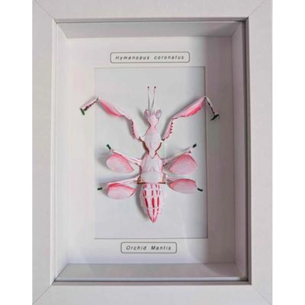 Framed Paper Orchid Mantis - Handmade Insect Taxidermy Wall Art