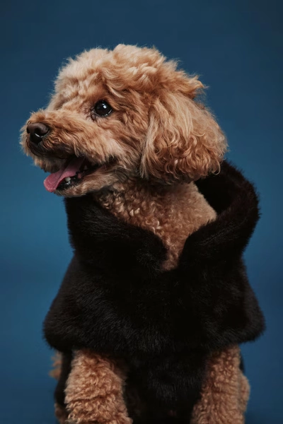 Manteau duveteux pour chien - Marron foncé