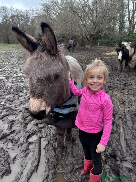 🌟Lovely 8yr Old Gelding Donkey–Seeking 5⭐ Home 🌟