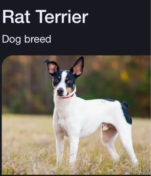 Rat Terrier dog breed black and White House dog