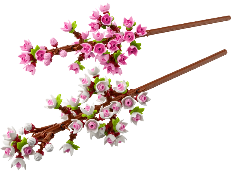 Les fleurs de cerisier