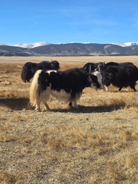 WILY Aja 2D013 — Pettee Ranch LLC