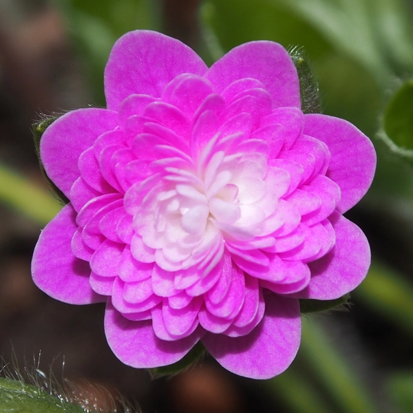 Hepatica japonica Aka to shirome JP