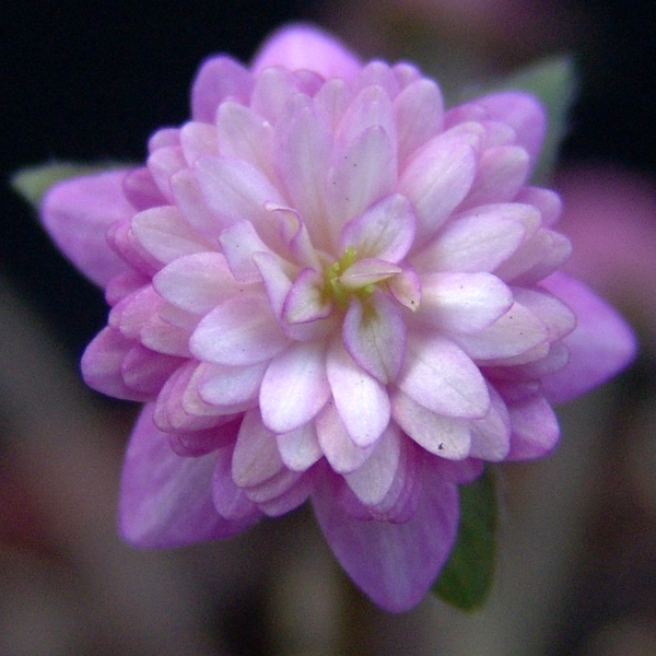 Hepatica japonica Amenouzume JP