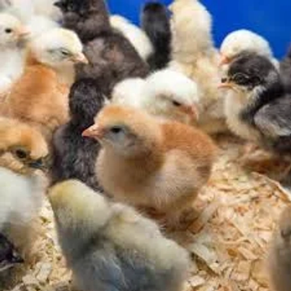 Chicks Bantams Straight Run