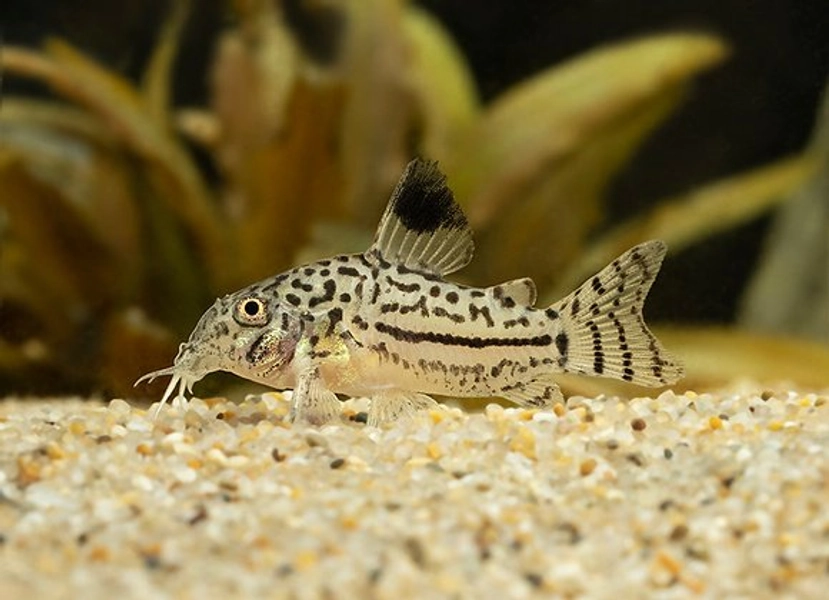 1 Reticulated Julii Cory (Corydoras trilineatus)
