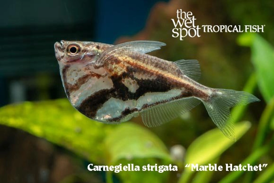 1 Marble Hatchetfish (Carnegiella strigata)