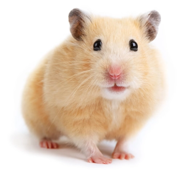 Syrian Hamster (Mesocricetus auratus)