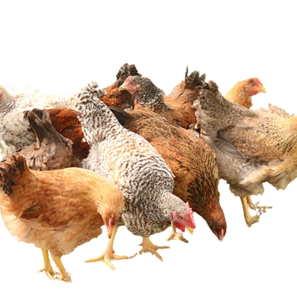 Hoover's Hatchery Rainbow Straight Run Layer Chicks - Live Chickens