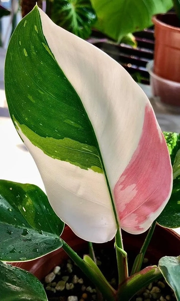 Philodendron White princess starter plant **(ALL plants require you to purchase ANY 2 plants!)**