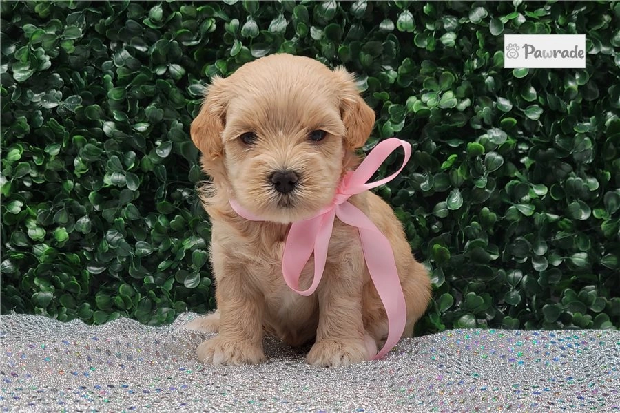 Amina - Malti Poo Puppy 2215AE