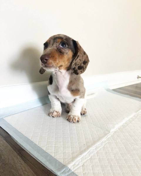 Available Puppies For Sale Live Dachshund Puppies Bred