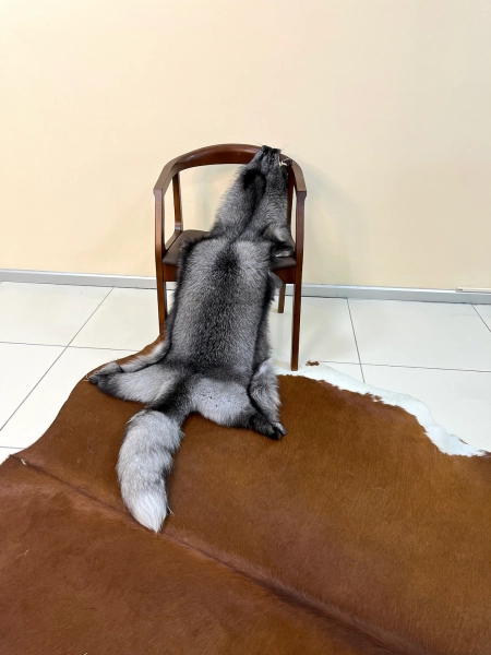 Real Fox Fur Pelt, Frost Fox Pelt , Real Fox Pelt , DIY Fur Crafts , Frost Fur Skin, Luxury Fur Gift '' You've Never Seen Such a Big '' Fox - Etsy