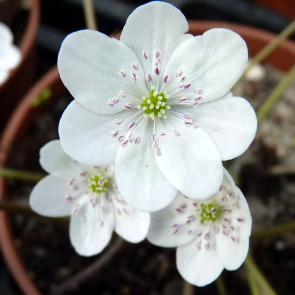 Hepatica nobilis Schneesturm JP