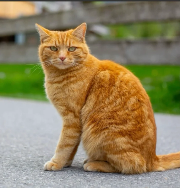 chat orange