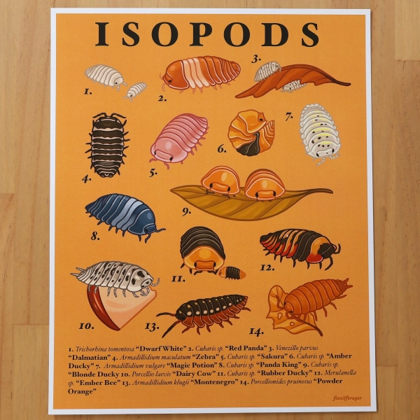 Isopods Print / Pill Bugs / Naturalist Poster / Wall Art