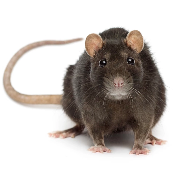 Rat (Rattus norvegicus)
