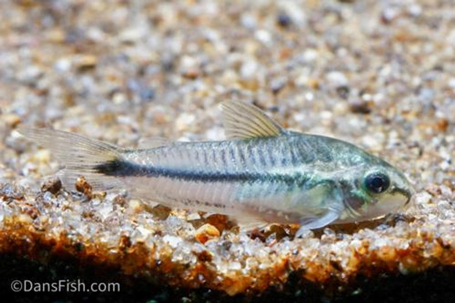 1 Pygmy Cory (Corydoras pygmaeus)
