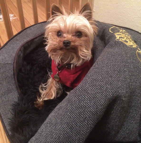 RARE Juicy Couture Y2K Dog Bed Pink Velour Pet Bed 2000s Vintage Small Dog 