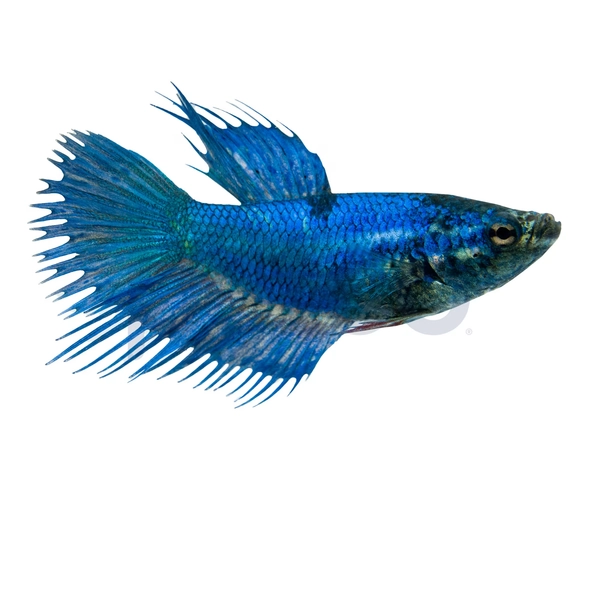Female Green Crowntail Betta