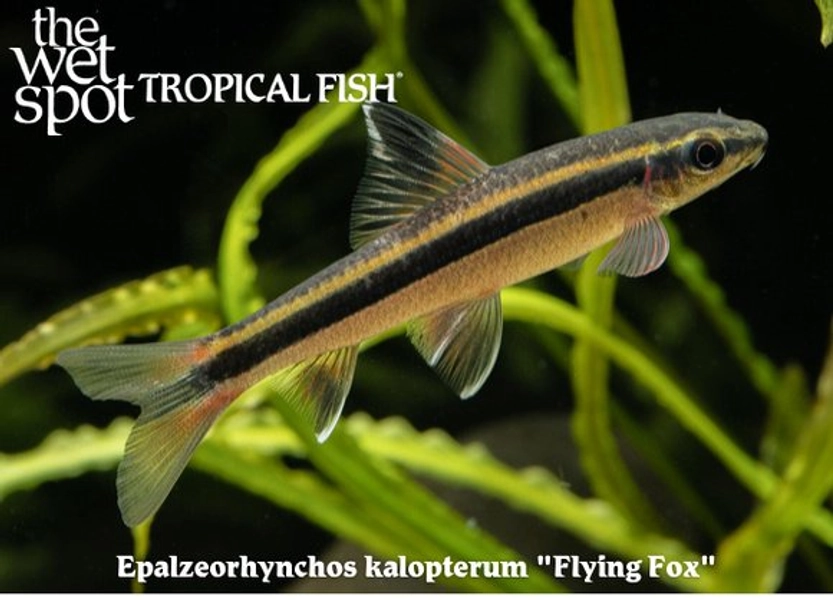 1 Flying Fox Algae Eater (Epalzeorhynchos kalopterum)