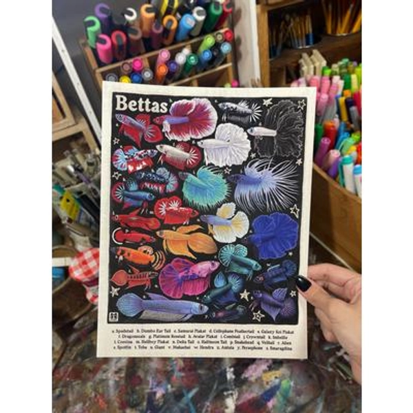 Betta Poster | Aquarium Fish Species Identification